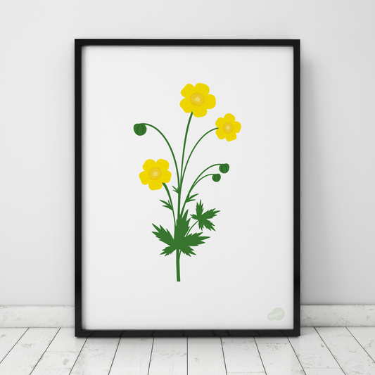 Lakat med illustrasjon av gul smørblomst, moderne norsk naturkunst og fargerik veggdekor fra Holloi